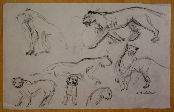 8 Grands  Dessins "ETUDES de LIONNES" par Alfred ANDRIEUX vers 1930 -photo-3