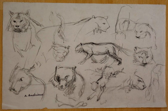 8 Grands  Dessins "ETUDES de LIONNES" par Alfred ANDRIEUX vers 1930 -photo-4