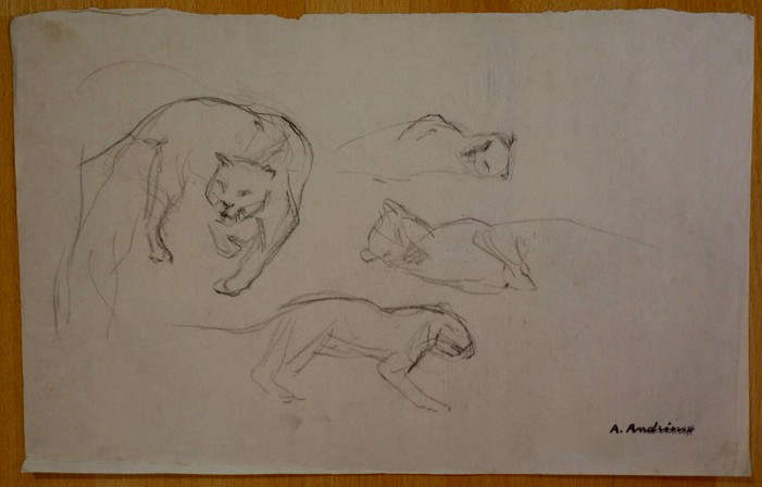 8 Grands  Dessins "ETUDES de LIONNES" par Alfred ANDRIEUX vers 1930 -photo-2