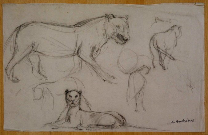 8 Grands  Dessins "ETUDES de LIONNES" par Alfred ANDRIEUX vers 1930 -photo-3