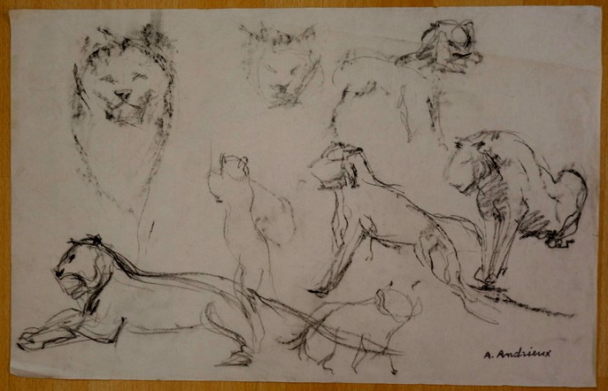 8 Grands  Dessins "ETUDES de LIONNES" par Alfred ANDRIEUX vers 1930 -photo-4