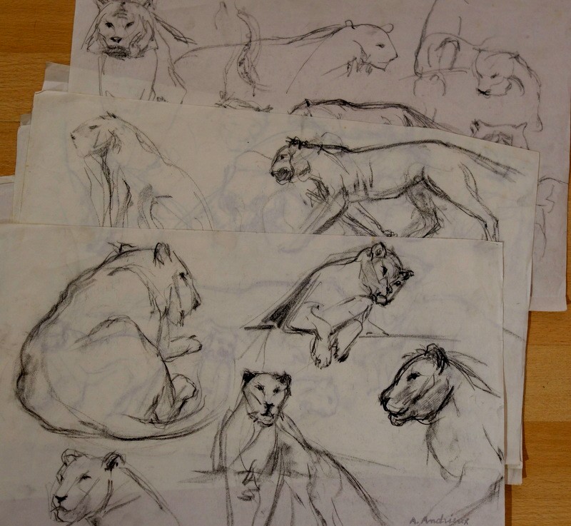 8 Grands  Dessins "ETUDES de LIONNES" par Alfred ANDRIEUX vers 1930 