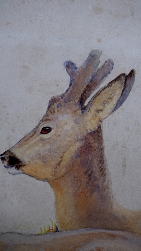 "CHEVREUILS a la REPOSEE" Aquarelle par Alfred ANDRIEUX vers 1930-photo-2