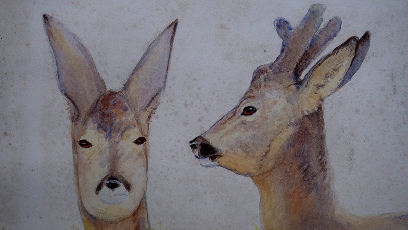"CHEVREUILS a la REPOSEE" Aquarelle par Alfred ANDRIEUX vers 1930-photo-3