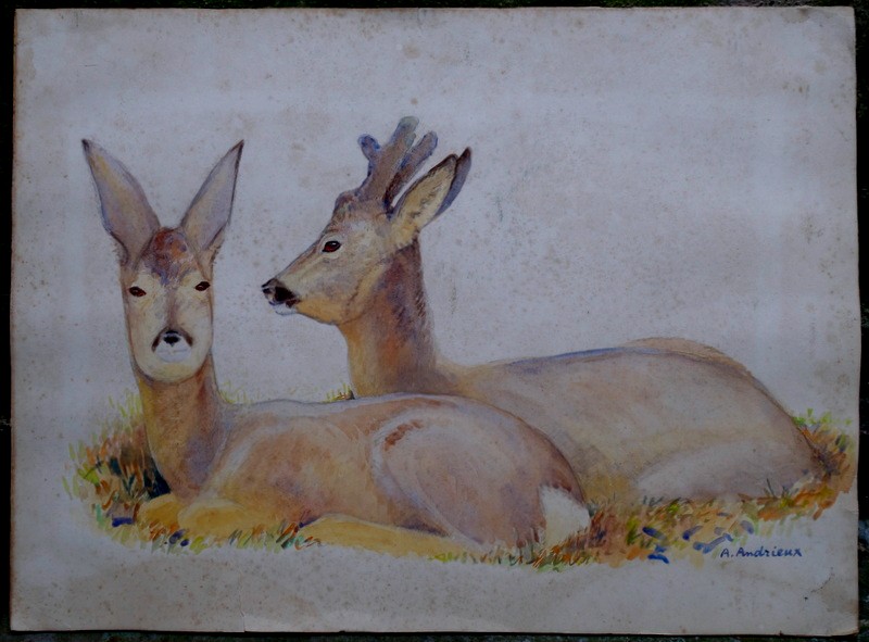 "CHEVREUILS a la REPOSEE" Aquarelle par Alfred ANDRIEUX vers 1930