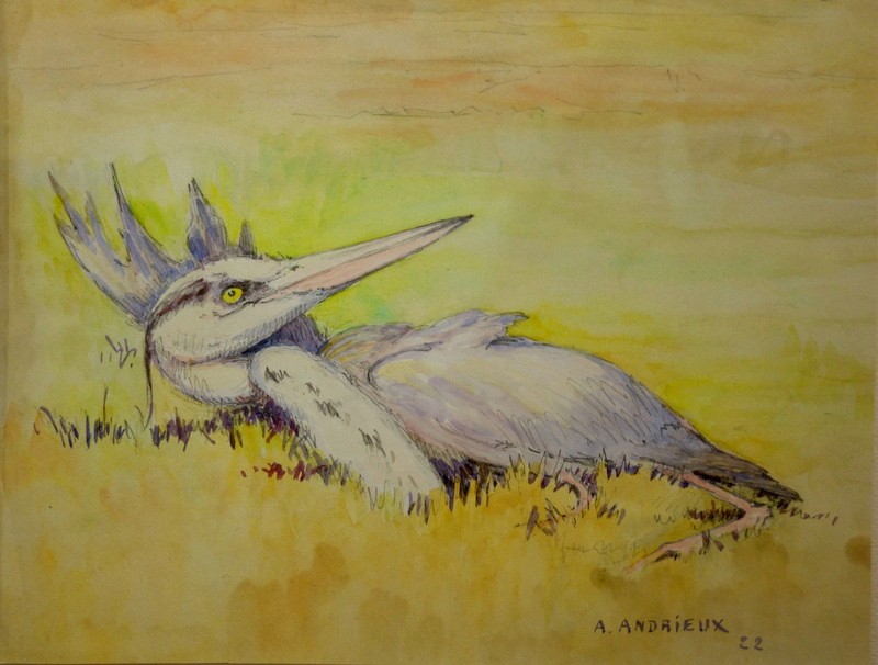 "wounded Grey Heron" Watercolor By A. Andrieux, 1922
