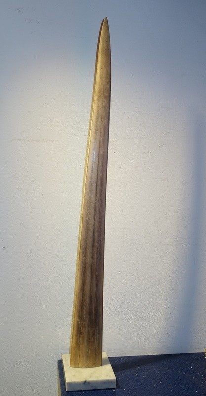 Grand " ROSTRE d'ESPADON "-photo-3