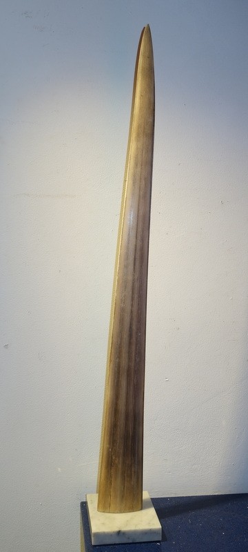 Grand " ROSTRE d'ESPADON "-photo-4