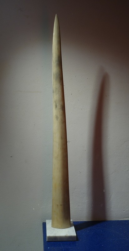 Grand " ROSTRE d'ESPADON "