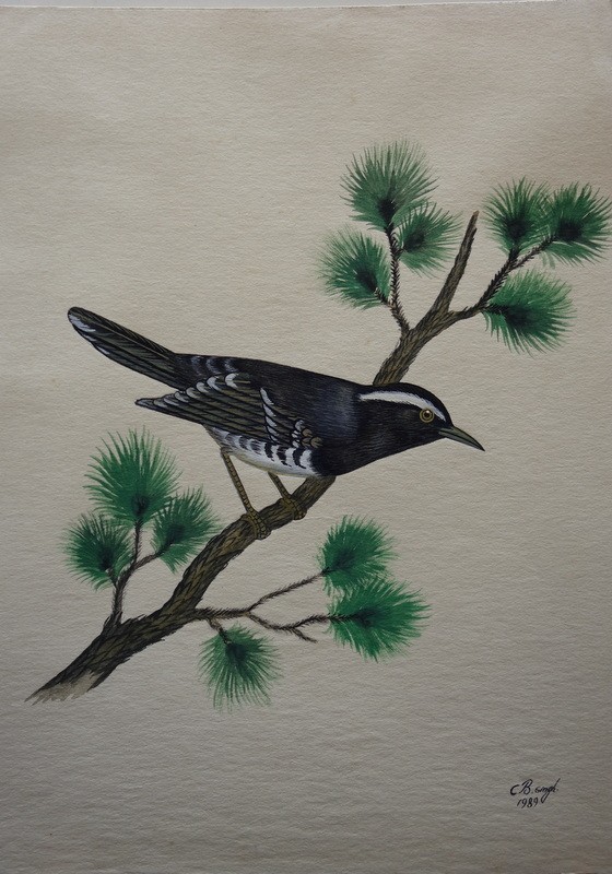 Lot de 10 "OISEAUX EXOTIQUES" Aquarelles de C.B.SINGH -photo-2