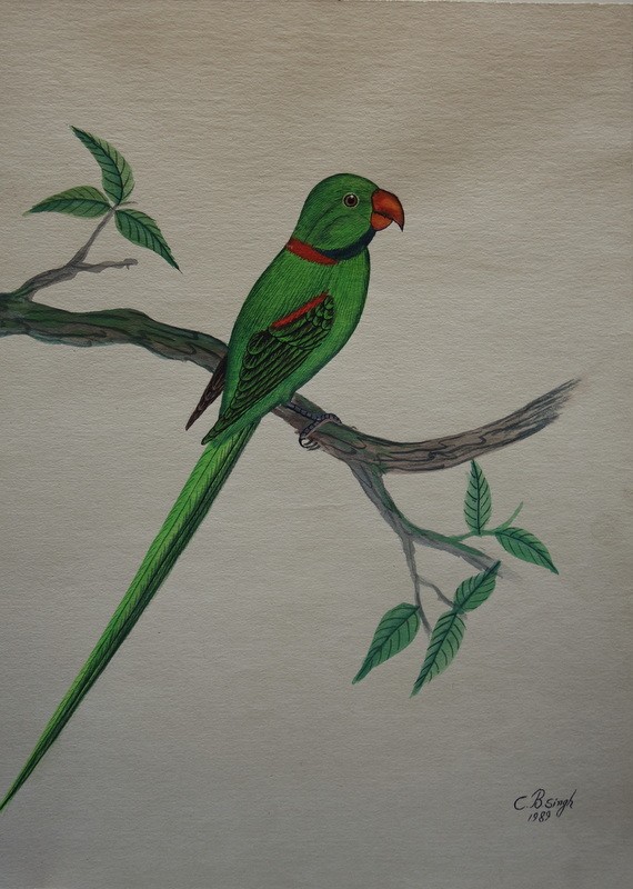 Lot de 10 "OISEAUX EXOTIQUES" Aquarelles de C.B.SINGH -photo-3