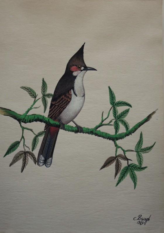 Lot de 10 "OISEAUX EXOTIQUES" Aquarelles de C.B.SINGH -photo-4