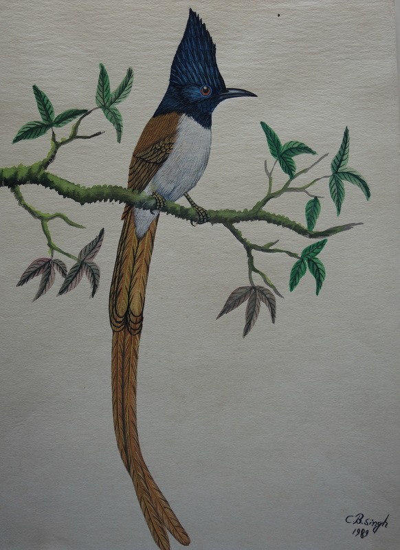 Lot de 10 "OISEAUX EXOTIQUES" Aquarelles de C.B.SINGH -photo-1