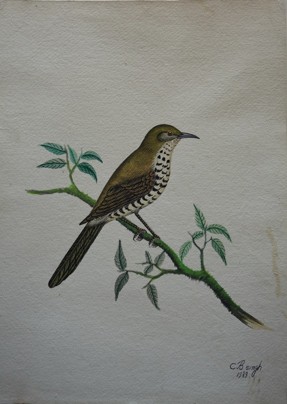 Lot de 10 "OISEAUX EXOTIQUES" Aquarelles de C.B.SINGH -photo-2