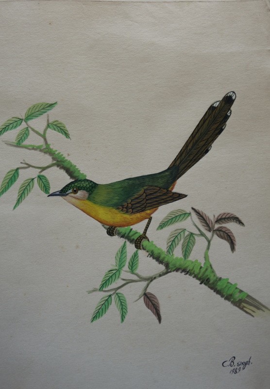 Lot de 10 "OISEAUX EXOTIQUES" Aquarelles de C.B.SINGH -photo-3