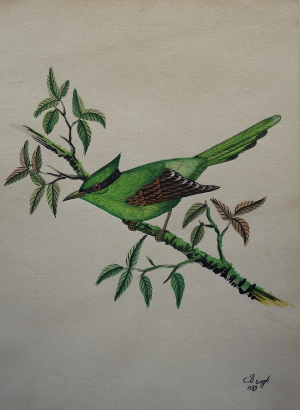 Lot de 10 "OISEAUX EXOTIQUES" Aquarelles de C.B.SINGH -photo-5