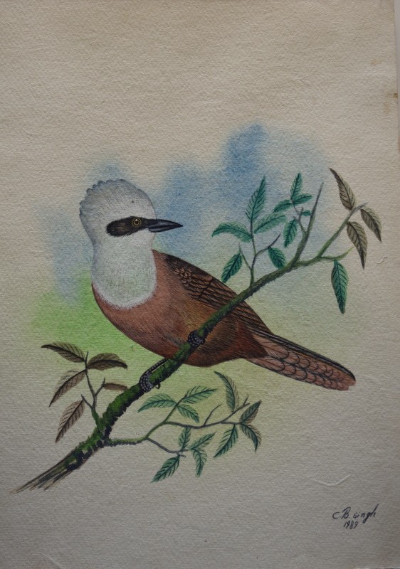 Lot de 10 "OISEAUX EXOTIQUES" Aquarelles de C.B.SINGH -photo-6