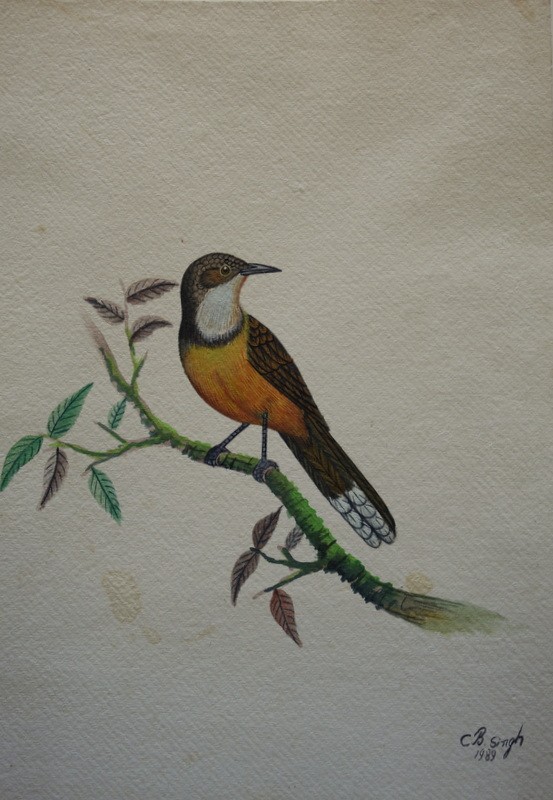 Lot de 10 "OISEAUX EXOTIQUES" Aquarelles de C.B.SINGH -photo-7