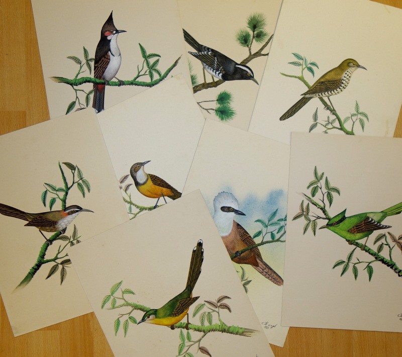 Lot de 10 "OISEAUX EXOTIQUES" Aquarelles de C.B.SINGH 