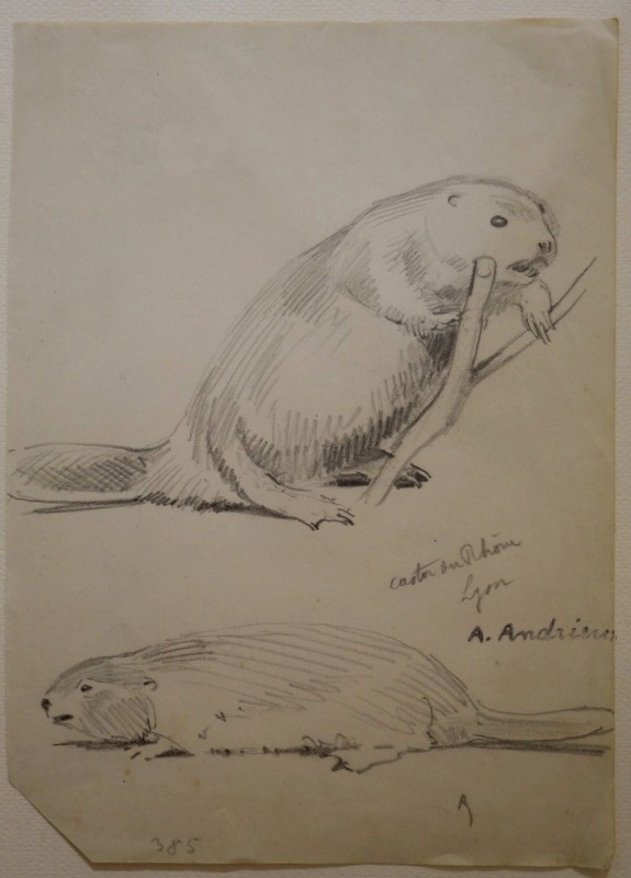 "CASTOR du RHONE" Dessin par Alfred ANDRIEUX ..LYON vers 1930
