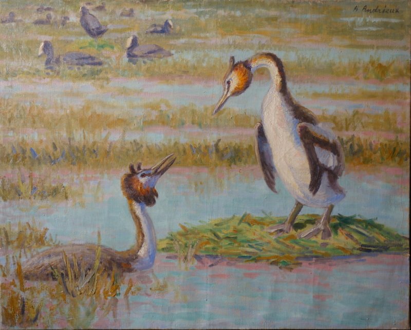 "Grébes Huppés" par Alfred ANDRIEUX  vers 1930/40