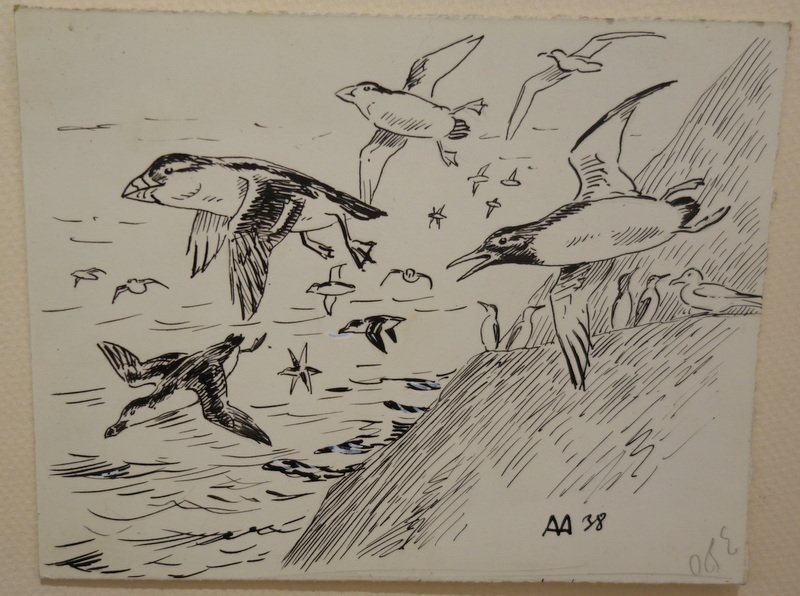 "MACAREUX, GUILLEMOT" Dessin d'Alfred ANDRIEUX ...1938