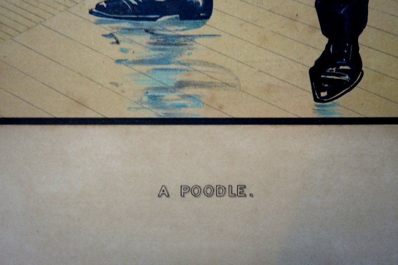 "a Poodle" Lithograph By B.wall (american)...1905-photo-3