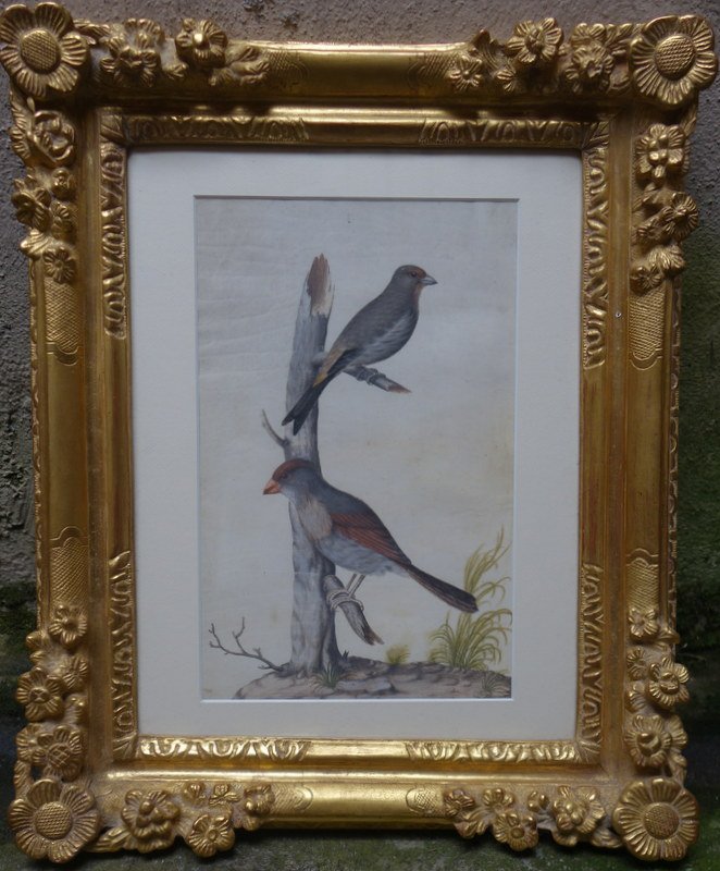 "Oiseaux"  Gouache ,Velin ,Ecole de Nicolas Robert (17 eme)
