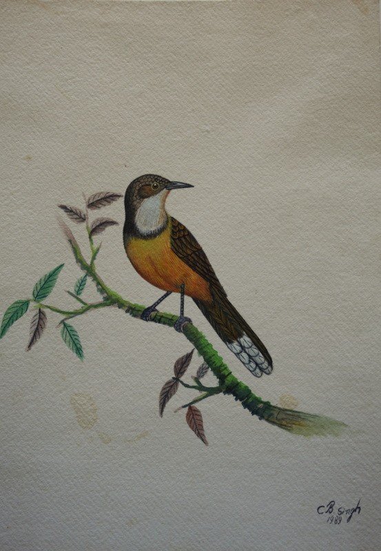 10 "exotic Birds" Watercolors By Cbsingh-photo-4
