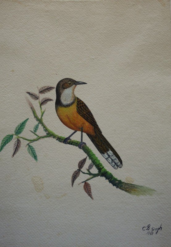 10 "exotic Birds" Watercolors By Cbsingh-photo-4
