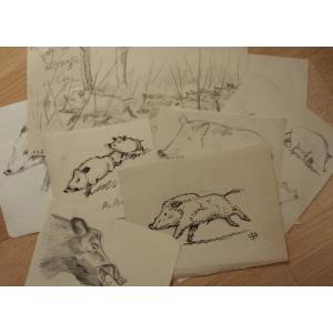 Lot Of 10 Drawings Of "boars" By Alfred Andrieux