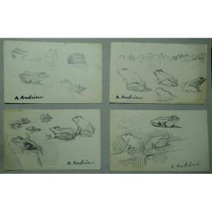 Set Of 4 "frogs" Drawings By Alfred Andrieux Around 1930