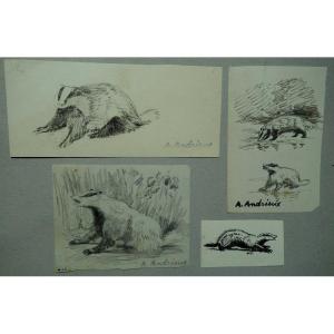 Lot Of 4 Drawings "badger" By Alfred Andrieux Around 1930
