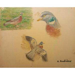 ETUDES de "PIGEON" par Alfred ANDRIEUX vers 1930