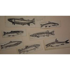 Lot de 7 Dessins "POISSONS" par Alfred ANDRIEUX ...1930/40