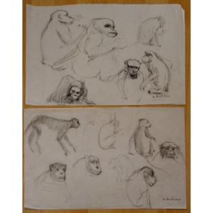 "ETUDES de SINGE " par Alfred ANDRIEUX vers 1930