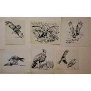 6 Dessins "RAPACES" par Alfred ANDRIEUX vers 1930/35