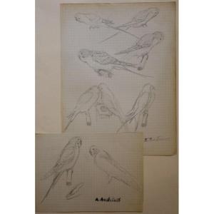 Dessins de "PERRUCHES" par Alfred ANDRIEUX vers 1920