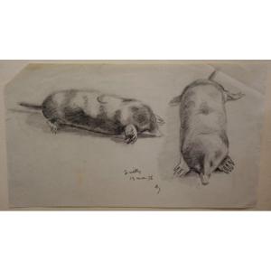"TAUPES" dessin par Alfred ANDRIEUX ...Guilly 1936