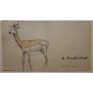 "ANTILOPE SPRINGBOK ou OUTARDE" par Alfred ANDRIEUX 1917