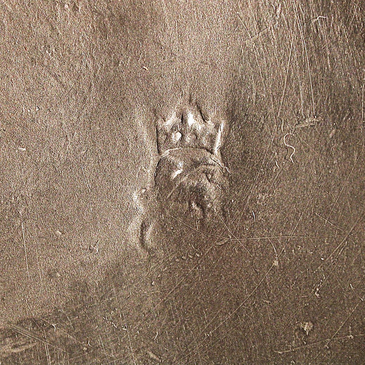 Pewter Bowl - Rouen, 18th Century-photo-5