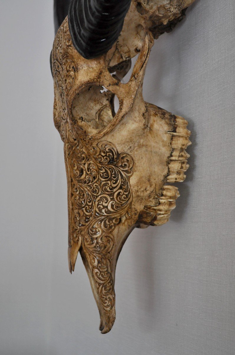 Sculpture - Water Buffalo Skull - Carved-photo-4