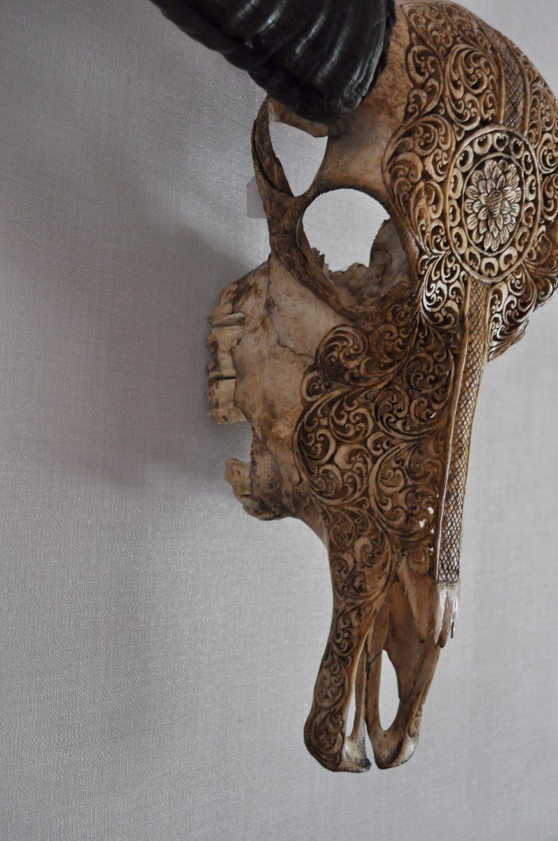 Sculpture - Water Buffalo Skull - Carved-photo-1