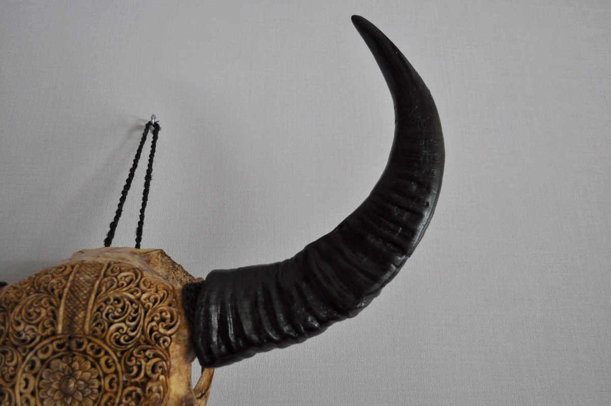 Sculpture - Water Buffalo Skull - Carved-photo-2