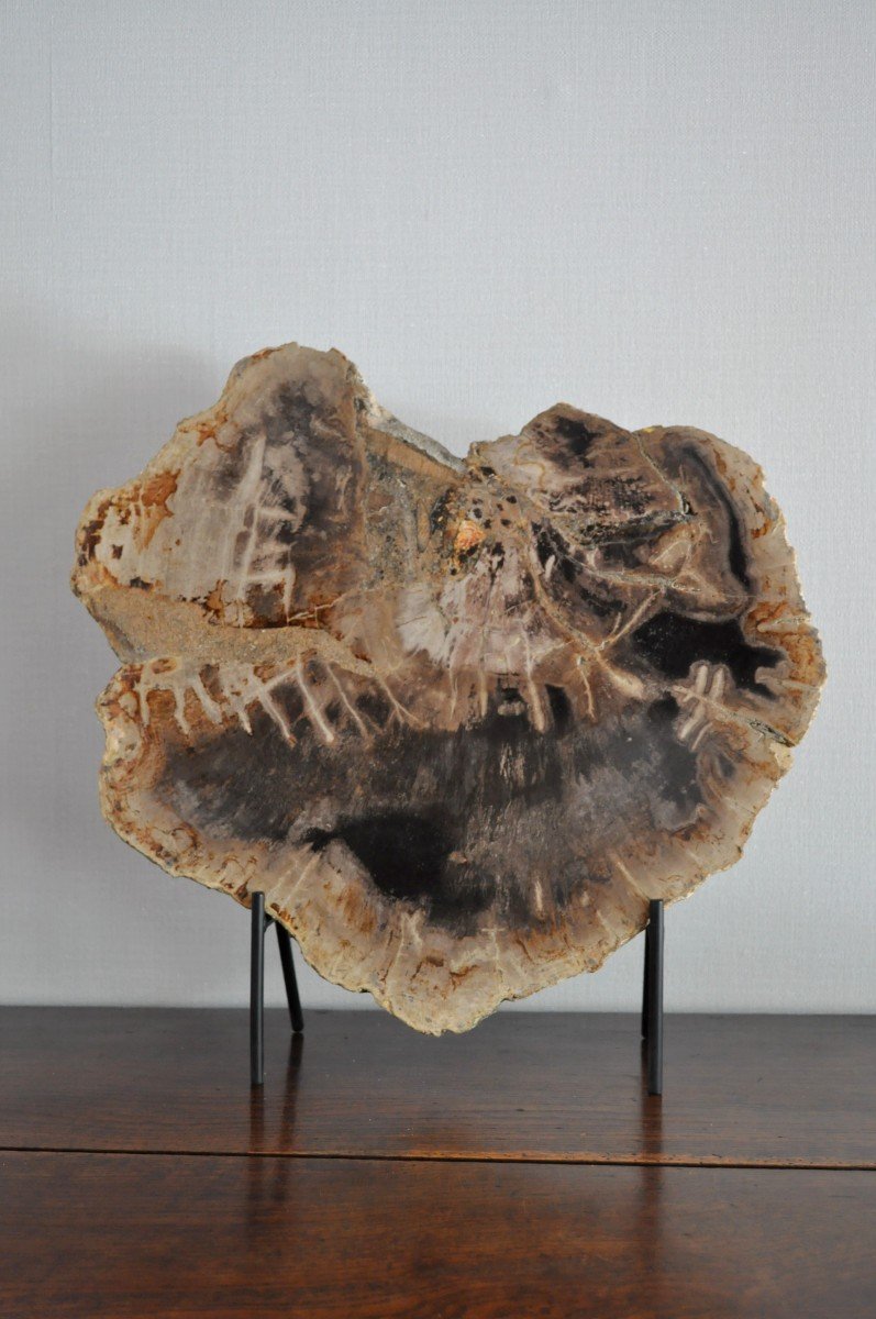 Cut Or Slice Of Petrified Wood On Its Support-photo-2