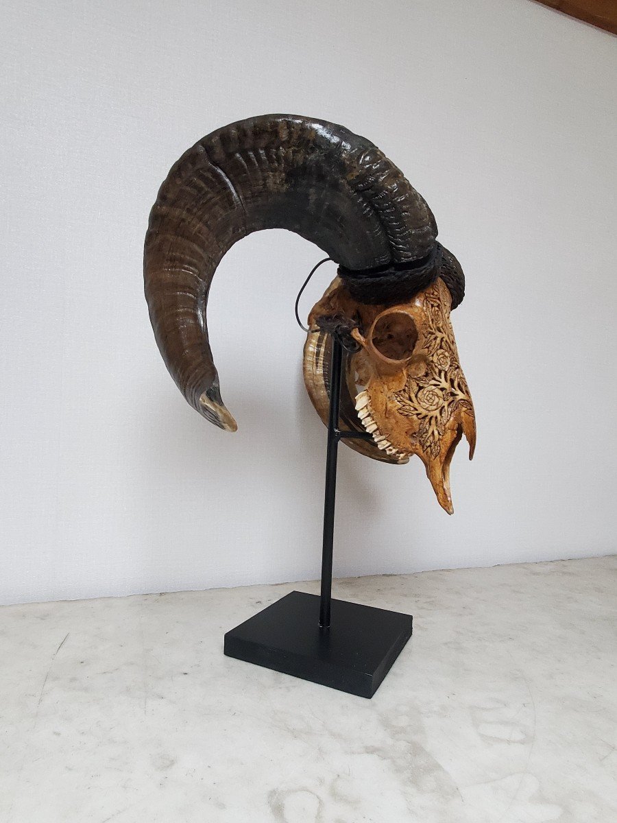 Taxidermie - Crane De Bélier Brun Sculpté Sur Socle-photo-3
