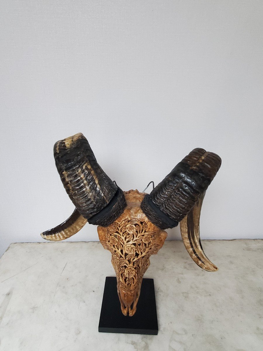 Taxidermie - Crane De Bélier Brun Sculpté Sur Socle-photo-1