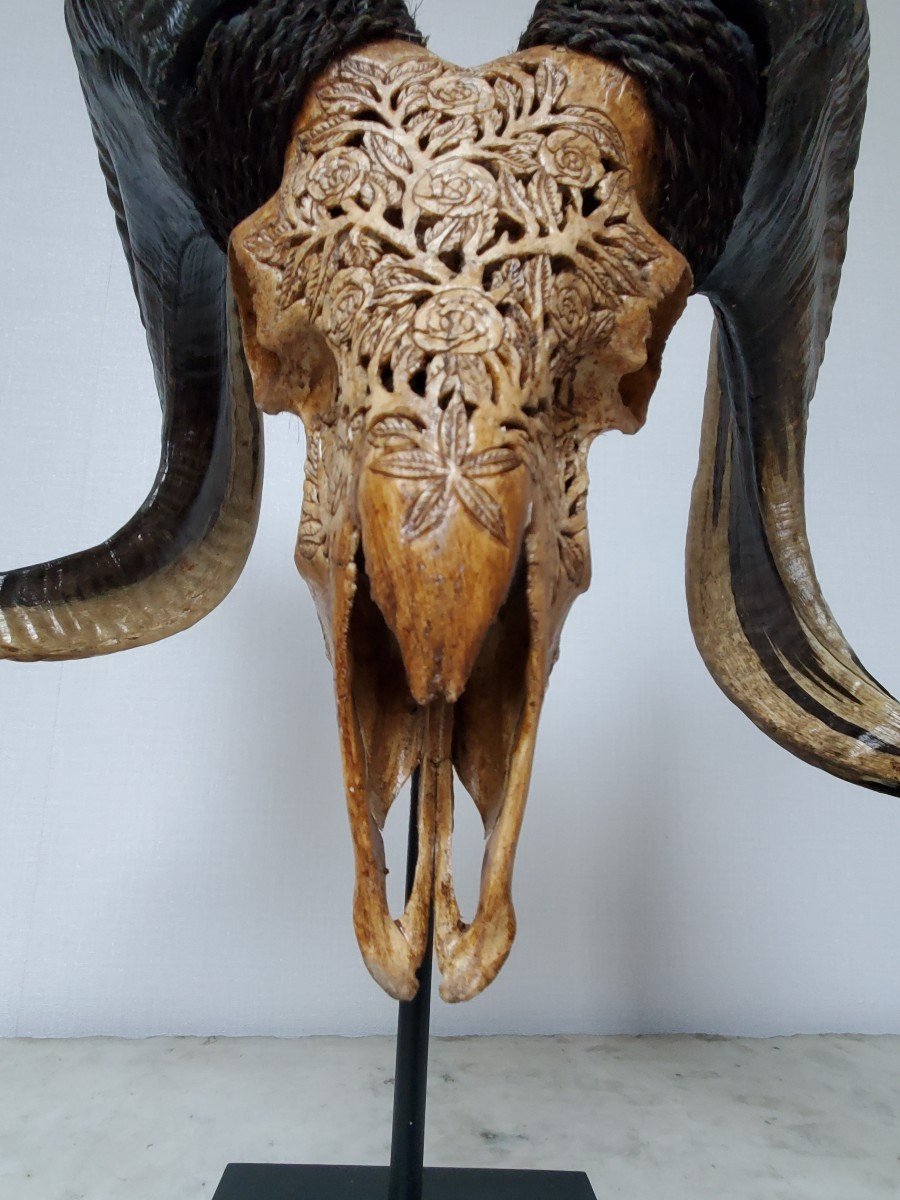 Taxidermie - Crane De Bélier Brun Sculpté Sur Socle-photo-4