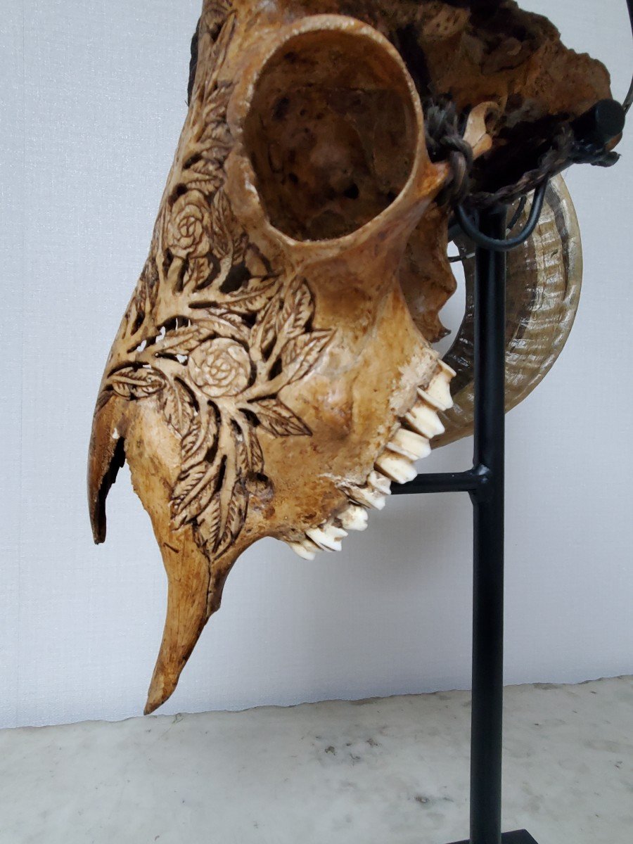 Taxidermie - Crane De Bélier Brun Sculpté Sur Socle-photo-5