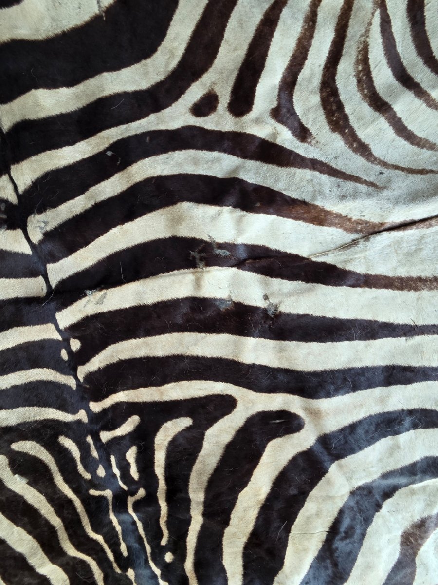 Genuine Burchell Zebra Skin-photo-4